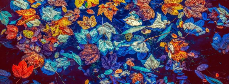 Herbsturlaub DIE PRAXIS Bad Harzburg