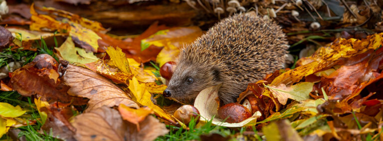 Herbsturlaub 2024 DIE PRAXIS Bad Harzburg