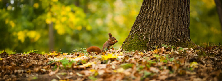 Herbsturlaub 2025 DIE PRAXIS Bad Harzburg